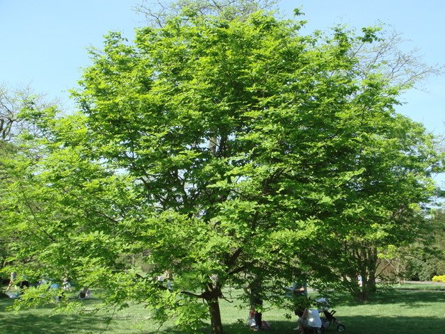 Cladastris kentukea=lutea